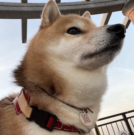 あおりくん