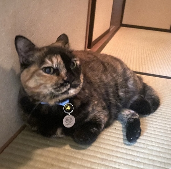 ピノくん